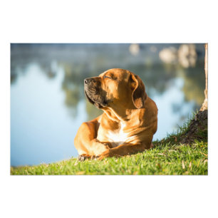 Foto van hoge kwaliteit afdrukken van Boerboel Dog Afdruk