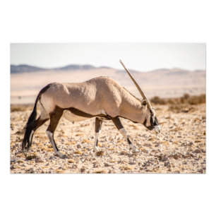 Foto van hoge kwaliteit afdrukken van oryx in woes afdruk