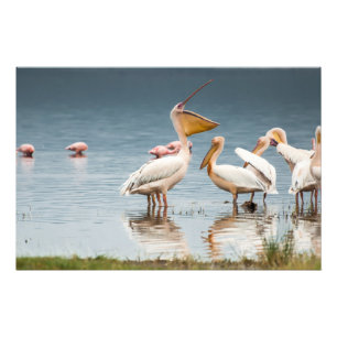 Foto van hoge kwaliteit afdrukken van Pelicans, me Afdruk