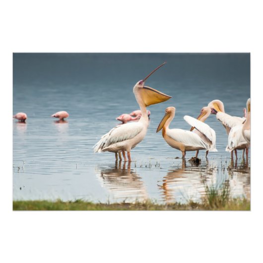 Foto van hoge kwaliteit afdrukken van Pelicans, me Afdruk (Voorkant)