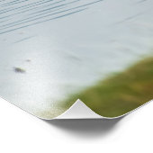 Foto van hoge kwaliteit afdrukken van Pelicans, me Foto Afdruk (Hoek)