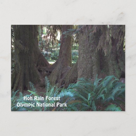 Foto van Hoh Rain Forest Revel Briefkaart (Voorkant)