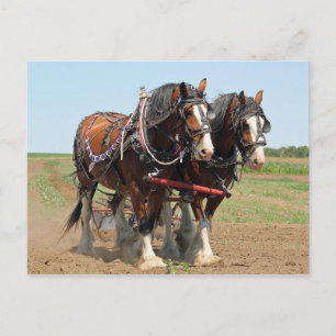 Foto van Horse Clydesdale Farming Briefkaart