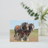 Foto van Horse Clydesdale Farming Briefkaart (Staand voorkant)