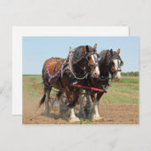 Foto van Horse Clydesdale Farming Briefkaart (Voorkant / Achterkant)