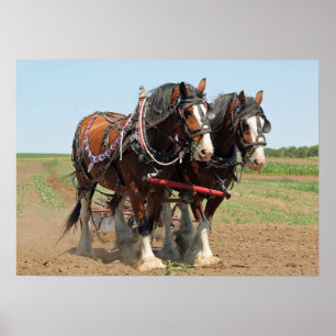 Foto van Horse Clydesdale Farming Poster