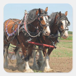 Foto van Horse Clydesdale Farming Vierkante Sticker