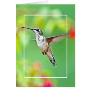 Foto van Hummingbird