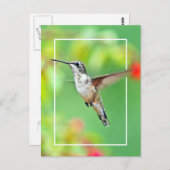 Foto van Hummingbird Briefkaart (Voorkant / Achterkant)