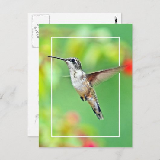 Foto van Hummingbird Briefkaart (Voorkant / Achterkant)
