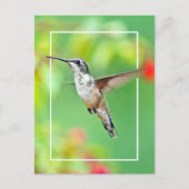 Foto van Hummingbird Briefkaart (Voorkant)