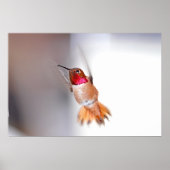 Foto van Hummingbird Flying Poster (Voorkant)