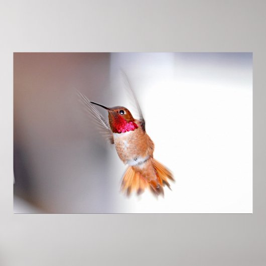 Foto van Hummingbird Flying Poster (Voorkant)