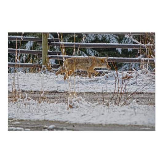 Foto van Hunting Coyote en Winter Snow Wildlife Poster (Voorkant)