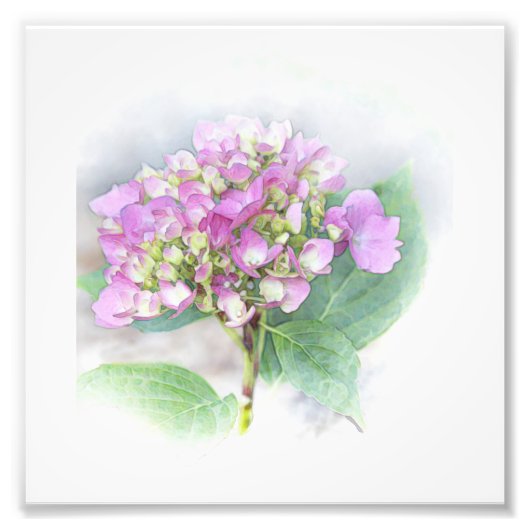 Foto van Hydrangea Vignette Afdruk (Voorkant)