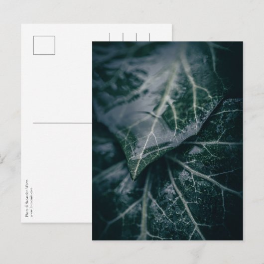 Foto van Ivy Floral Natuur Briefkaart (Voorkant / Achterkant)