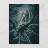 Foto van Ivy Floral Natuur Briefkaart (Voorkant)