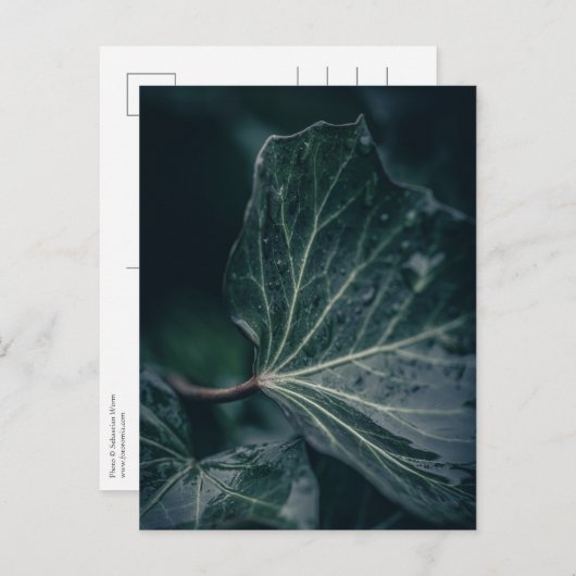Foto van Ivy Leaf Natuur Briefkaart (Voorkant / Achterkant)