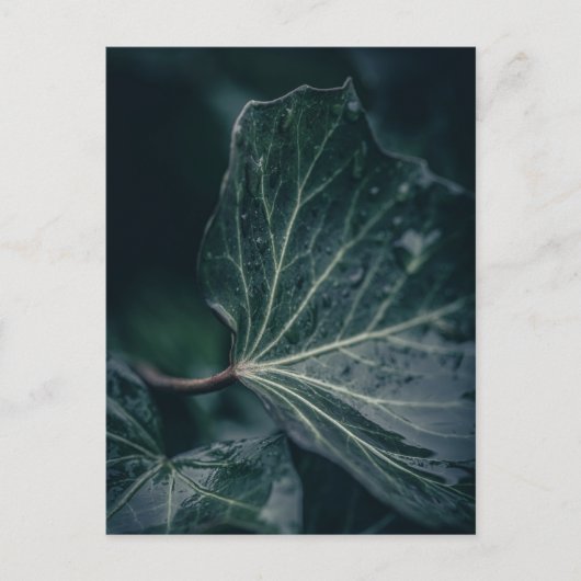 Foto van Ivy Leaf Natuur Briefkaart (Voorkant)