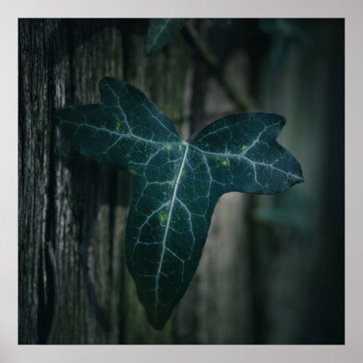 Foto van Ivy Leaf Natuur Poster (Voorkant)
