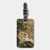 Foto van jachtluipaard bagagelabel (Voorkant verticaal)