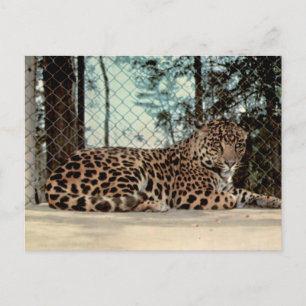 Foto van jaguar in dierentuin uit vroeger tijden briefkaart