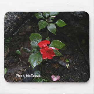 Foto van John Tammaro Muismat