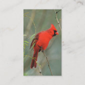 Foto van kardinaal Bird Visitekaartje (Achterkant)