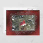 Foto van kardinaal sneeuw briefkaart (Voorkant / Achterkant)