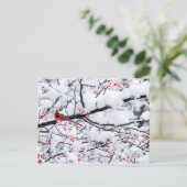 Foto van kardinale sneeuwboom briefkaart (Staand voorkant)