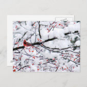 Foto van kardinale sneeuwboom briefkaart (Voorkant / Achterkant)