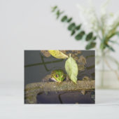 Foto van kikkerkijkers briefkaart (Staand voorkant)