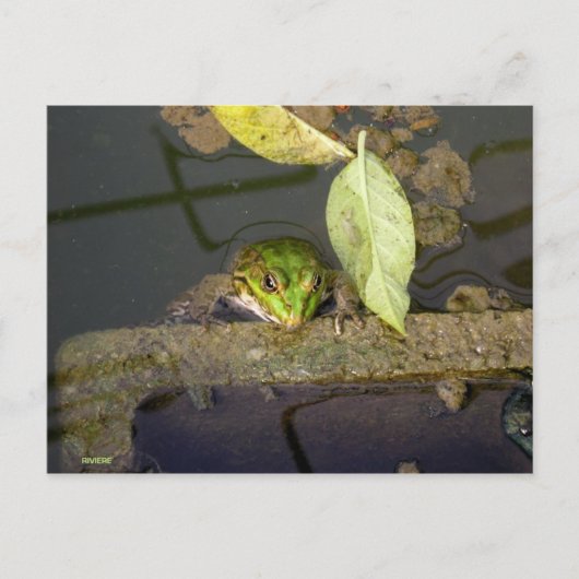 Foto van kikkerkijkers briefkaart (Voorkant)