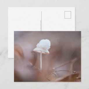 Foto van kleine paddenstoelen Natuur Briefkaart