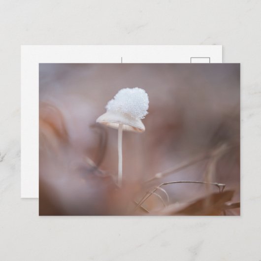 Foto van kleine paddenstoelen Natuur Briefkaart (Voorkant / Achterkant)