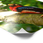 Foto van kleurrijk vogelregenwoud foto afdruk (Hoek)