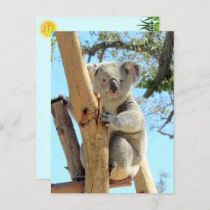 Foto van Koala - Australian Wildlife Photography Briefkaart