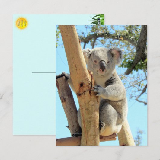 Foto van Koala - Australian Wildlife Photography Briefkaart (Voorkant / Achterkant)