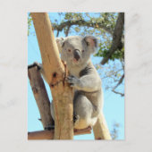 Foto van Koala - Australian Wildlife Photography Briefkaart (Voorkant)