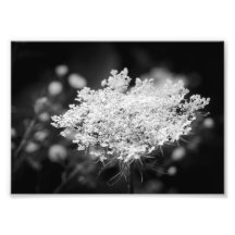 Foto van koningin Anne's Lace B&W Flowers