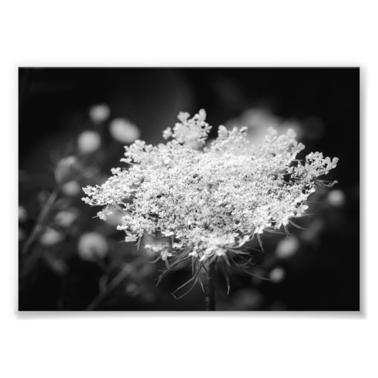 Foto van koningin Anne's Lace B&W Flowers Foto Afdruk (Voorkant)