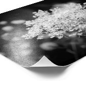 Foto van koningin Anne's Lace B&W Flowers Foto Afdruk (Hoek)