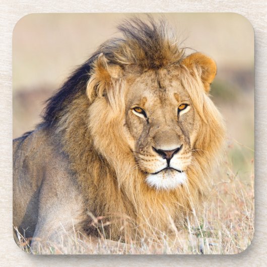 foto van leeuw bier onderzetter (Voorkant)