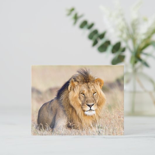 foto van leeuw briefkaart (Staand voorkant)