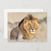 foto van leeuw briefkaart (Voorkant / Achterkant)