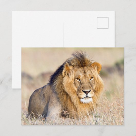 foto van leeuw briefkaart (Voorkant / Achterkant)