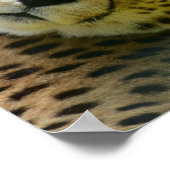 Foto van Leopard cheetah wild oerwoud Poster (Hoek)