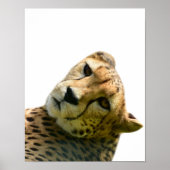Foto van Leopard cheetah wild oerwoud Poster (Voorkant)