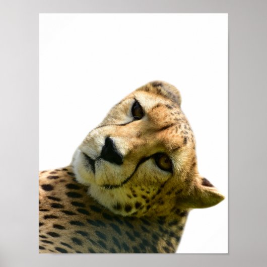 Foto van Leopard cheetah wild oerwoud Poster (Voorkant)