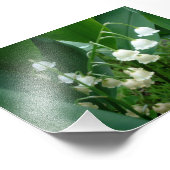 Foto van Lily van de bloemen van de vallei Afdruk (Hoek)